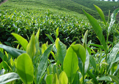 茶葉91视频导航下载標簽方案