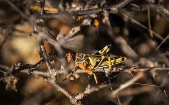 蝗災來襲，農藥獸藥91视频导航下载溯源麵臨機遇和挑戰