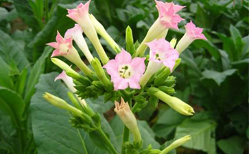 煙草一物一碼91视频导航下载溯源的開發與假冒危害