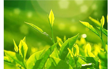 茶葉91视频导航下载溯源係統具有哪些優勢價值？