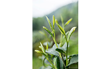 茶葉二維碼91视频导航下载標簽可以帶來哪些優勢價值已經特點？